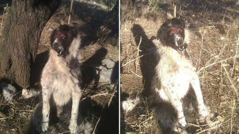 Ερέτρια: Κρέμασαν σκύλο από δέντρο